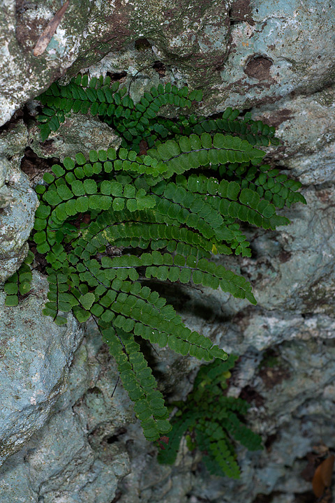 Asplenium trichomanes L. subsp. inexpectans Lovis